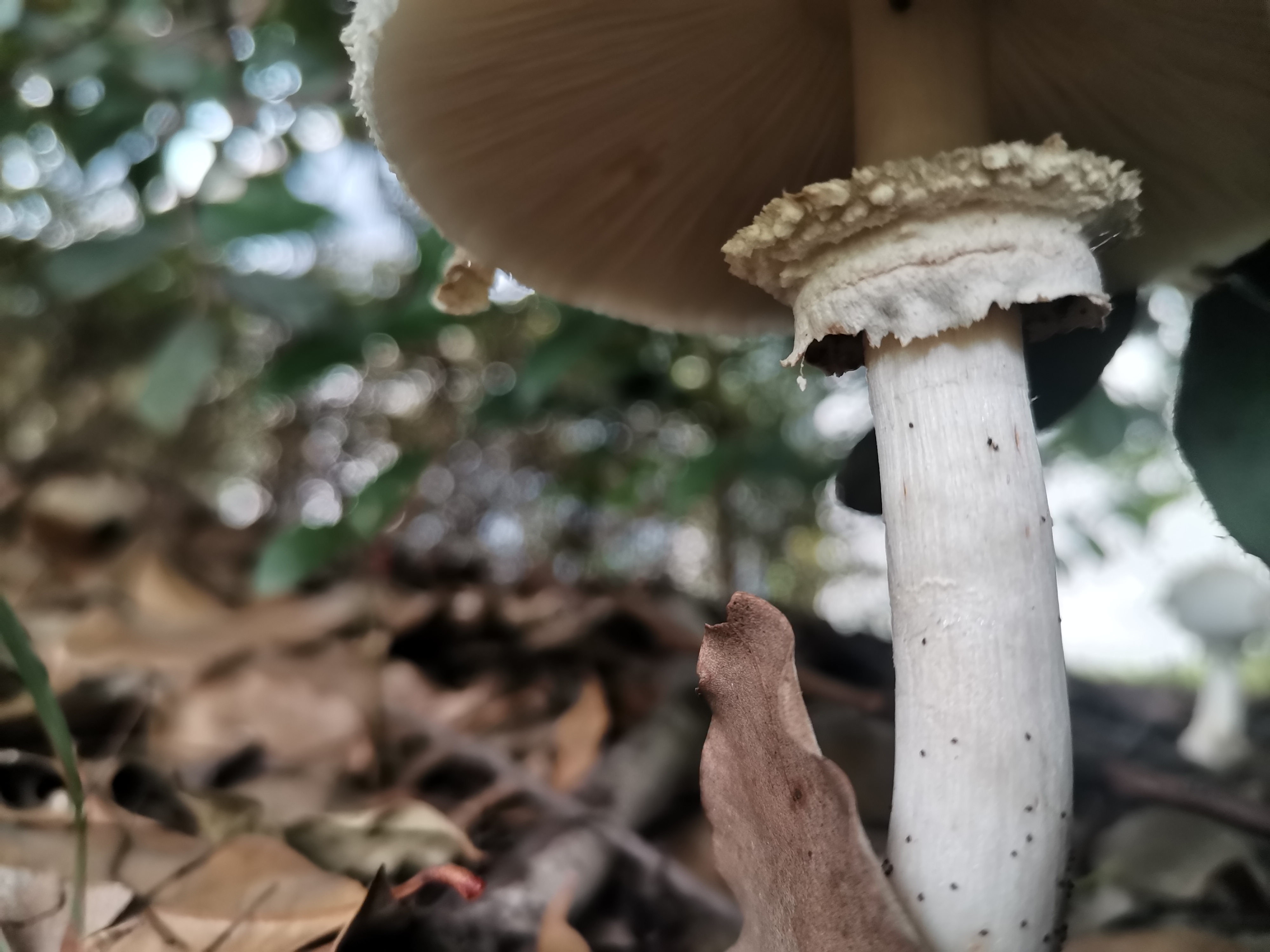 mushroom-image